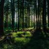Die ersten Waldbestattungen in Schwaben sind seit vergangenem Jahr in den Naturfriedhöfen in Babenhausen und Schnerzhofen möglich. Nun soll in Haselbach ein Ruheforst hinzukommen.