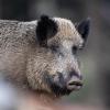 Für Wild- und Hausschweine ist die Afrikanische Schweinepest sehr gefährlich. 