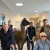 Den Bewohnern und Bewohnerinnen des Pflegeheims Wiltschka hat der Besuch gefallen. Für das Foto posieren Hans Lange und Gertrud Doschek mit den Lamas und ihren Begleitern.