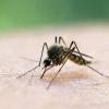 Das Zika-Virus wird durch Mücken übertragen.
