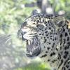 Leopard Pierre hat seine Gefährtin Leonie tödlich verwundet. 