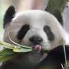 Riesenpanda-Dame Meng Meng bereitet dem Zoo Berlin weiterhin Sorgen.