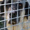 Bärli ist ein Herdenschutzhund der Rasse Kangal. Er ist im Tierheim Neuburg, Herdenschutzhunde wie Bärli sitzen dort laut Leiter Gerhard Schmidt auf Lebenszeit - denn ihr Schutztrieb ist unkontrollierbar und kann gefährlich werden.