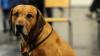 Ridgebacks haben einen starken Bewegungsdrang.