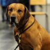 Die Klage eines Aindlinger Hundebesitzers gegen einen Maulkorberlass wurde am Dienstag vor dem Augsburger Verwaltungsgericht verhandelt. 