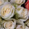 Weiße Rosen stehen für Schüchternheit, rote Rosen für Liebe. So bleiben die beliebten Schnittblumen lange frisch.