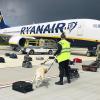 Spürhunde schnuppern an den Gepäckstücken der Ryanair-Maschine, die nach Minsk umgeleitet wurde. Eine Bombe finden sie nicht. 	 	