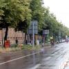 Der Stadt geht das Geld für die Pflege ihrer Straßenbäume aus - hier die Bäume in der Fuggerstraße.