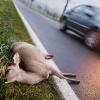 Tödlicher Wildunfall: Ein Reh liegt nach einem Zusammenstoß mit einem Fahrzeug am Straßenrand.