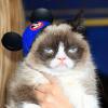 Die berühmteste Katze der Welt, Grumpy Cat, bei der Weltpremiere des Disneyfilms „Cinderella”. Grumpy Cat wurde 2012 durch ein Youtube-Video schlagartig bekannt. 