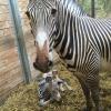 Zebrastute Kibale brachte Nachwuchs zur Welt. Einen Namen für das Zebra-Baby gibt es noch nicht.