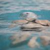 Bei den Schwimmern in Kaufering hat es zwischen Abteilungsleitung und Trainerstab gekracht. Daraufhin sind alle Trainer zurückgetreten.