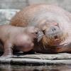 Deutschlands zweites in einem Zoo geborenes Walrossbaby ist in Hamburg zum ersten Mal mit seiner Mutter Polosa in einem Außenbecken des Zoos Hagenbeck zu sehen. 