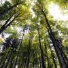 Die Augsburger Wälder sind ein wertvoller Schatz. Sie leiden aber auch unter dem Klimawandel und müssen daher zum Teil „umgebaut“ werden. 	

