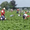 320 Pflücker werden in dieser Saison jeden Tag auf den Plantagen von Eberl Erdbeeren in Bubesheim arbeiten. Die Mitarbeiter kommen vor allem aus Rumänien und Ungarn.  	
