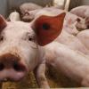 Der Schweinemastbetrieb der Familie Gelb in Steinach gefällt Michael Leberle. Trotz Baugenehmigung zögert er mit einer Verwirklichung eines ähnlichen Projekts. 