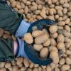 Die Nachfrage nach Kartoffeln ist nach Auskunft der Deutschen Presse-Agentur seit Beginn der Corona-Krise gestiegen.  	