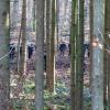 Polizisten durchsuchen ein Waldstück bei Kipfenberg. Dort war ein Oberschenkelknochen der seit 26 Jahren vermissten Sonja Engelbrecht aus München gefunden worden.
