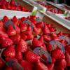 Erdbeeren sind ein gesunder Snack für zwischendurch. Kalorien, Lagerung, Einkauf, Rezepte – hier erhalten Sie Infos rund um die Erdbeere.