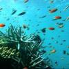 Gigantische Sonnenschirme könnten nach Ansicht von Forschern künftig bedrohte Korallenriffe wie das Great Barrier Reef retten.