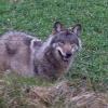 Dieser Wolf wurde Anfang März in Drantum (Niedersachsen) neben einer Straße gesichtet.