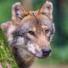Für Menschen oder die öffentliche Sicherheit geht von dem Wolf in Oberbayern keine Gefahr aus, urteilte das Gericht. 	