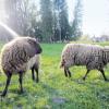 Frühling im Schacky-Park: Die Schafe übernehmen die Mäharbeiten. 