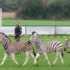 Polizisten versuchen drei entlaufene Zebras auf einem Fußballplatz einzufangen. 