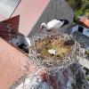 Blick ins Nest auf dem Staudheimer Kirchtumr.