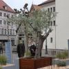 Ein Ölbaum, umgeben von 369 kleinen Setzlingen, erinnert am Sonntag auf dem Moritzplatz an die Corona-Opfer in Augsburg.