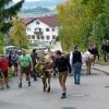 Das geschmückte Kranzrind führt den Zug an: Der kleine Viehscheid in Oberschönegg hat in den vergangenen Jahren das Interesse der Anwohner auf sich gezogen. 