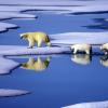 Tierarten mit großem Wanderradius wie Eisbären sind vom Klimawandel besonders bedroht.  Wissenschaftler des Forscherverbunds Club of Rome zeichnen in einem Ausblick auf das Jahr 2052 ein düsteres Bild.