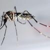 Dengue-Fieber auf Sri Lanka: Vor Mücken schützen