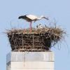 Unglück in einem Storchennest in Pfaffenhofen: , Ein Storch ist herausgefallen und hing dann tot am Kamin..