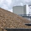Im Südzucker-Werk Rain werden täglich tausende Tonnen Zuckerrüben angeliefert. Noch scheint die Qualität der Rüben aus der Region zu stimmen.