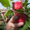 Auf die roten, süßen Gala-Äpfel auf der Plantage von Michael Mairle hatten es unbekannte Diebe abgesehen: Sie ernteten am Wochenende 20 Bäume ab. Unser Symbolfoto zeigt die (legale) Ernte in der Altmark.