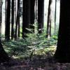 Eine kleine Tanne im Biburger Wald, wie es sich die Förster vorstellen. Der Baum kann ohne Schutz wachsen, weil er vom Rehwild nicht verbissen wird. Das ist nicht überall so.