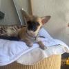 Chihuahua-Welpe Maya wurde von einem Balkon in der Gögginger Straße geklaut. Nun sucht die Familie nach der drei Monate alten Hündin, die Polizei ist eingeschaltet.