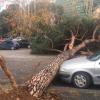 Ein entwurzelter Baum liegt in Rom auf einer Straße. Heftige Schnee- und Regenfälle haben ein Wetterchaos verursacht.