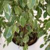 Der gute alte Ficus benjamina ist ein Klassiker unter den Zimmerpflanzen. Gerade auch fürs Büro eignet er sich gut. 