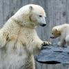 Im Stuttgarter Zoo Wilhelma bringt 2007 Eisbär Corinna den kleinen Wilbär zur Welt. Sie zieht - anders als bei Knut und Flocke - ihr Junges selber groß.