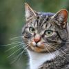 Es ist bereits vorgekommen, dass sich Katzen mit dem Coronavirus infiziert haben. Die Bundesregierung plant daher, Katzen testen zu lassen, die in Haushalten mit Corona-Infizierten leben.