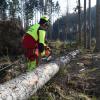 Nur punktuell kam es in den Wäldern im Landkreis zu Schäden. Damit unterscheidet sich Orkan Niklas von seinen Vorgängern.