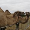 Die Kamele des Circus haben genügend Freilauf auf dem Gelände am Friedberger See. 