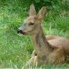 Ein wildernder Hund hat bei Petersdorf ein Reh gerissen.