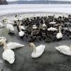 Enten und Gänse auf einem fast komplett zugefrorenen See.