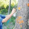 Forstrevierleiter Hubert Bonath markiert in einem Privatwald nahe Schnuttenbach die untersuchten Bäume. Diese Fichte muss schnell gefällt und entfernt werden. 