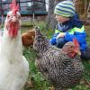 Hühner-Familie Baumberger-Büchele
Ida und Hannes Baumberger kümmern sich gerne um die vier Hühner Helma, Wilma, Henriette und Charlotte.