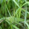 Gut getarnt sitzt ein Grünes Heupferd (Tettigonia viridissima) im Gras.