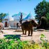 Der Tierpark Hellabrunn ist von der Insolvenz bedroht. Auch der Augsburger Zoo hat finanzielle Probleme.